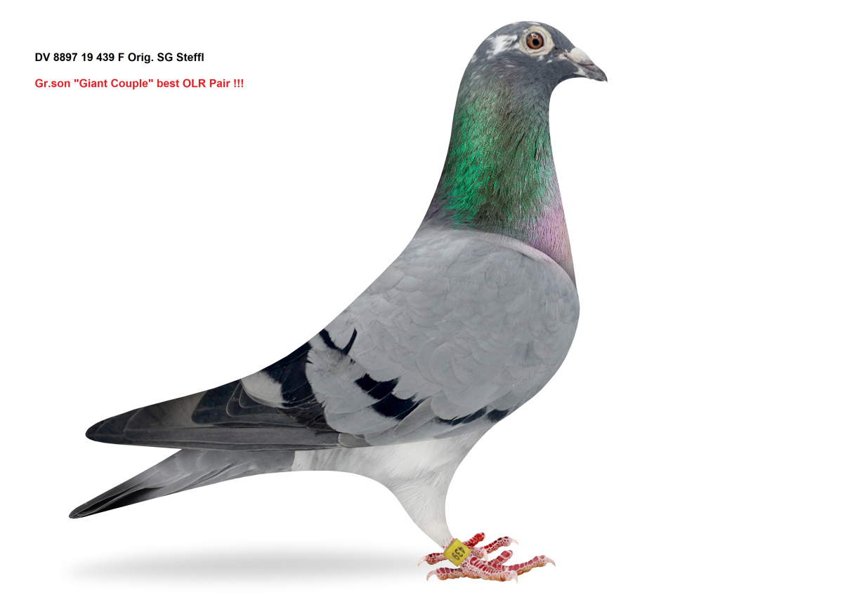 SUPER ELITE PIGEONS !