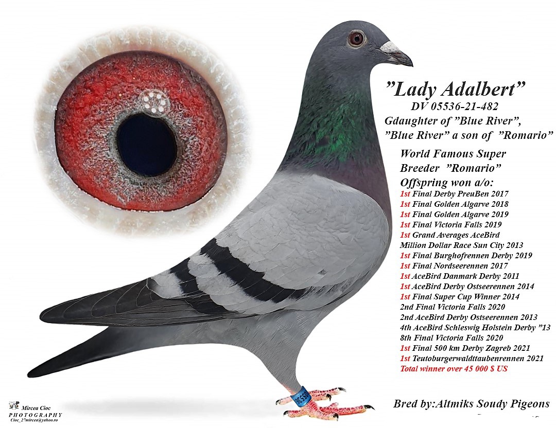 SUPER ELITE PIGEONS !