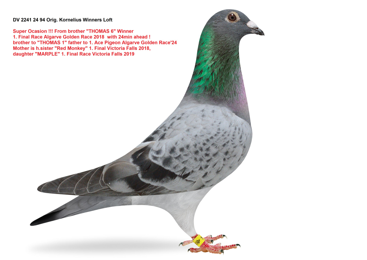SUPER ELITE PIGEONS !