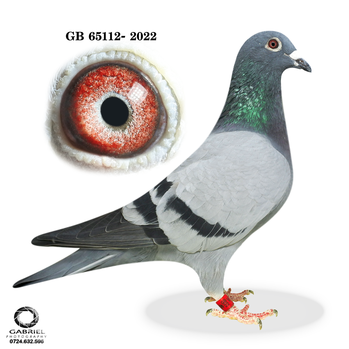 SUPER ELITE PIGEONS !