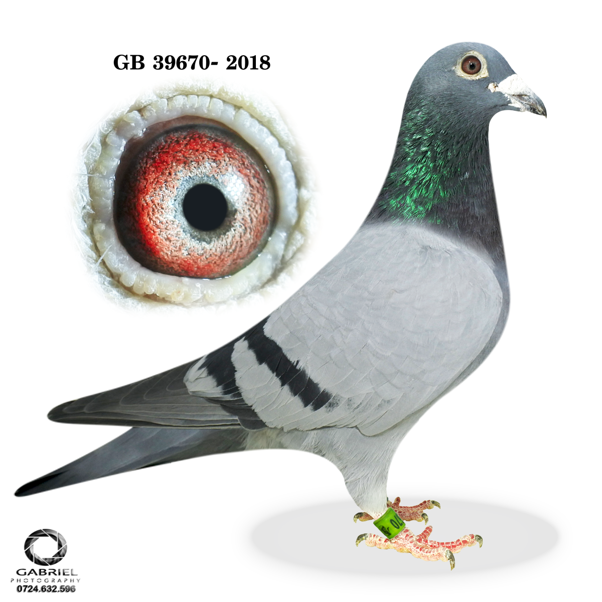 SUPER ELITE PIGEONS !