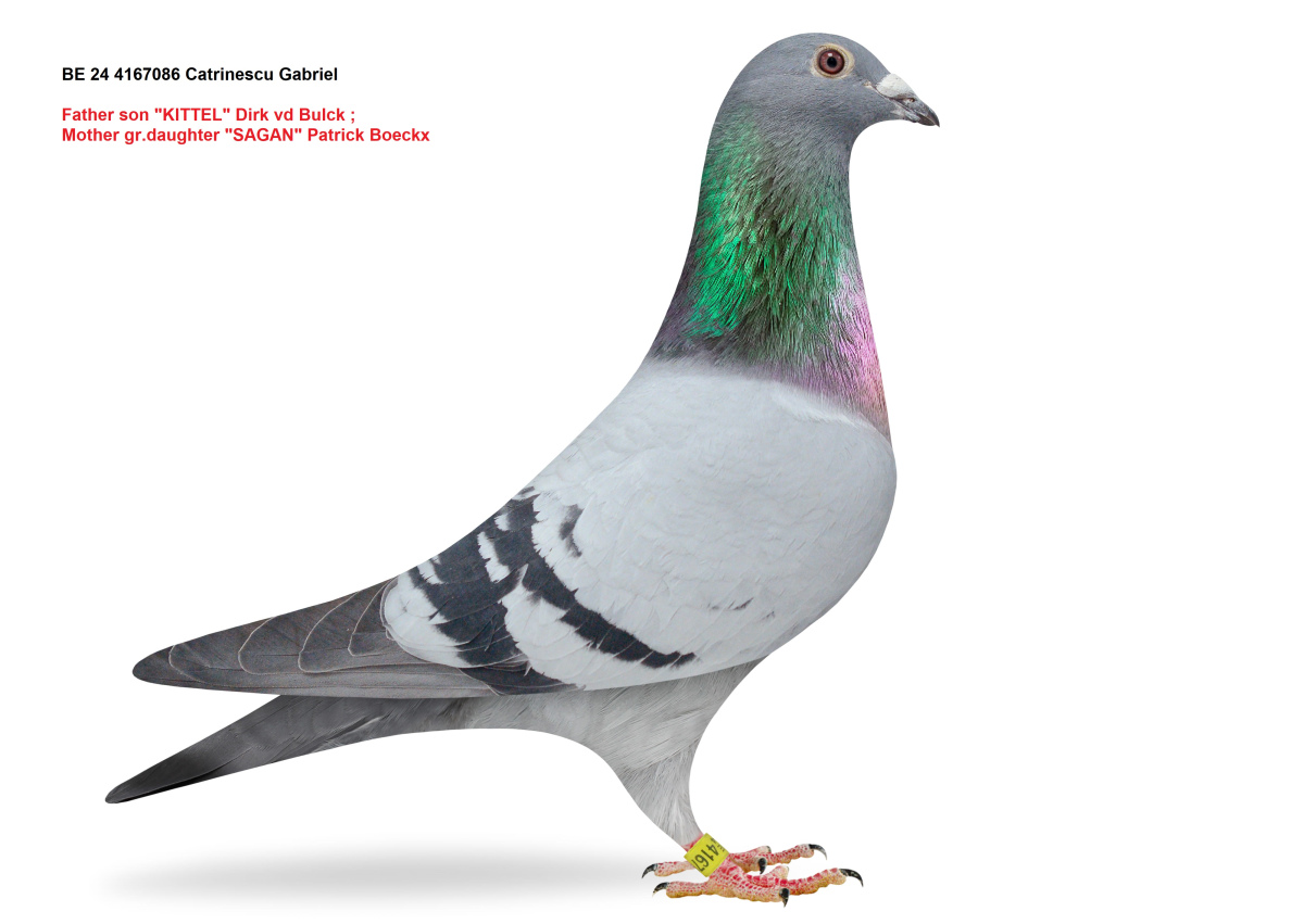 SUPER ELITE PIGEONS !