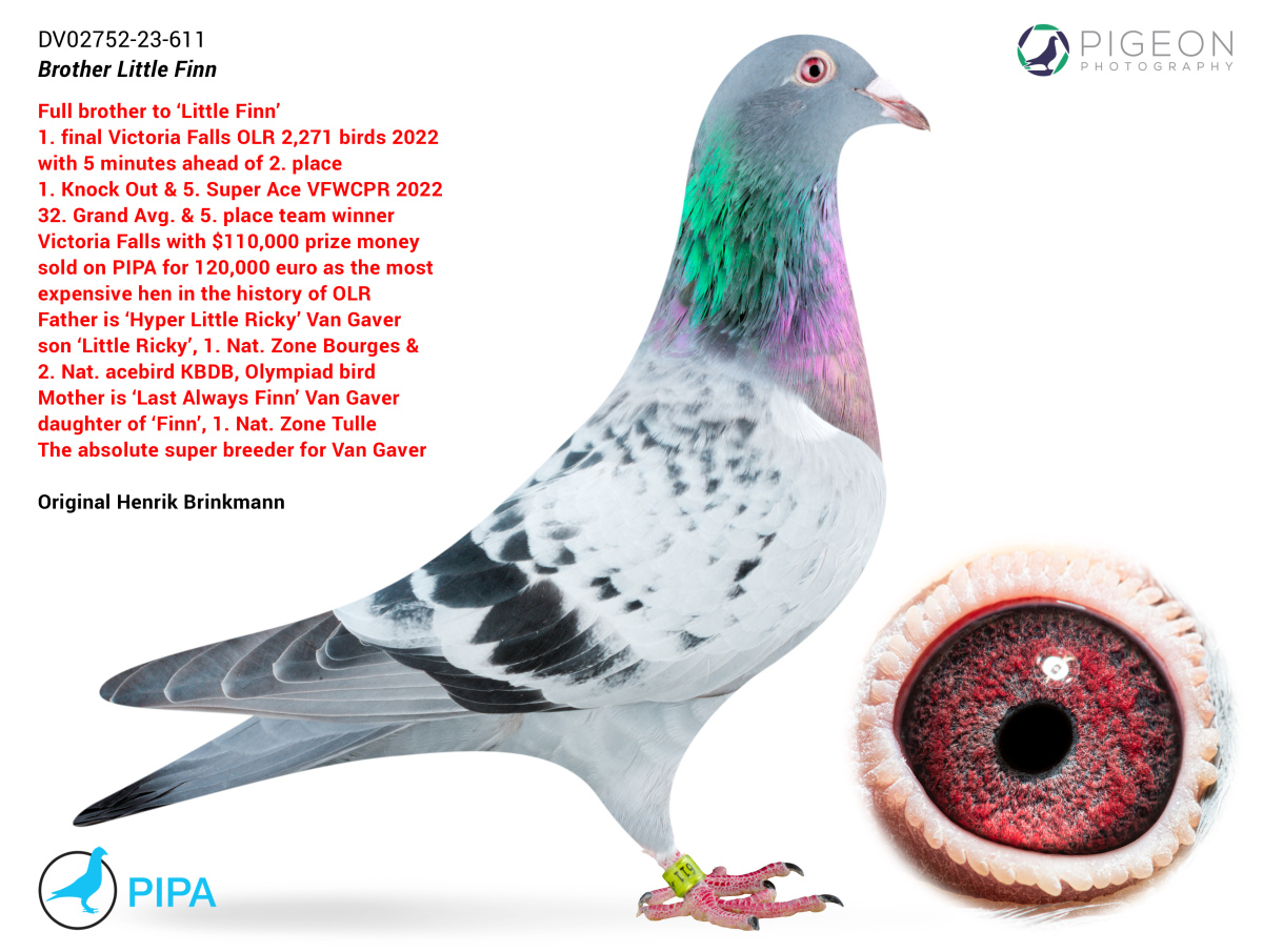 

88. Final Race PLASENCIA 505 km 
Derby Superstar Winter Edition Spain · Season 2024-2025 VICONT & VICONTESA
 BG 24 77368