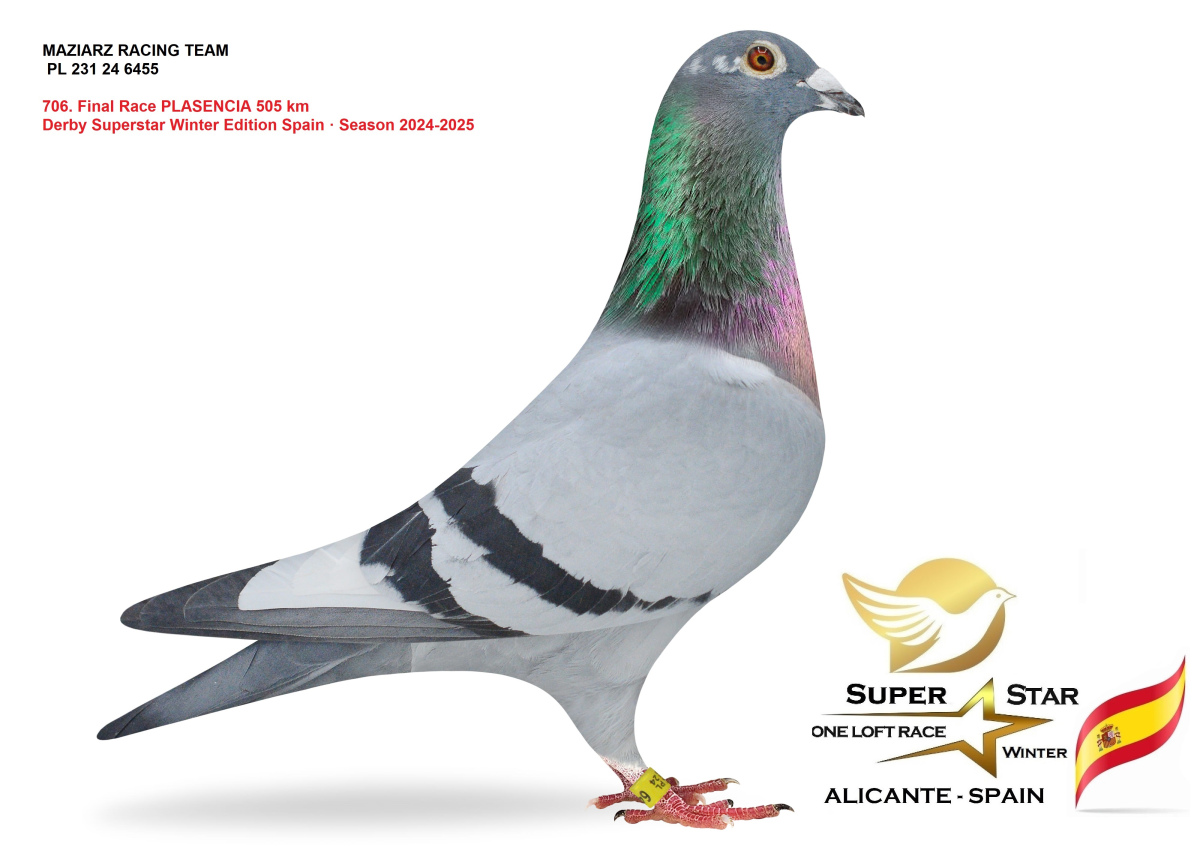 SUPER ELITE PIGEONS !