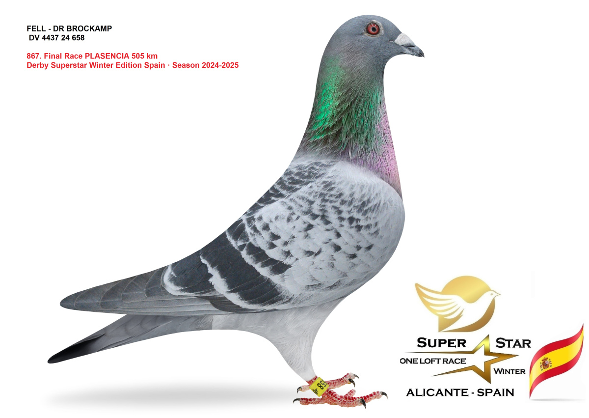 SUPER ELITE PIGEONS !