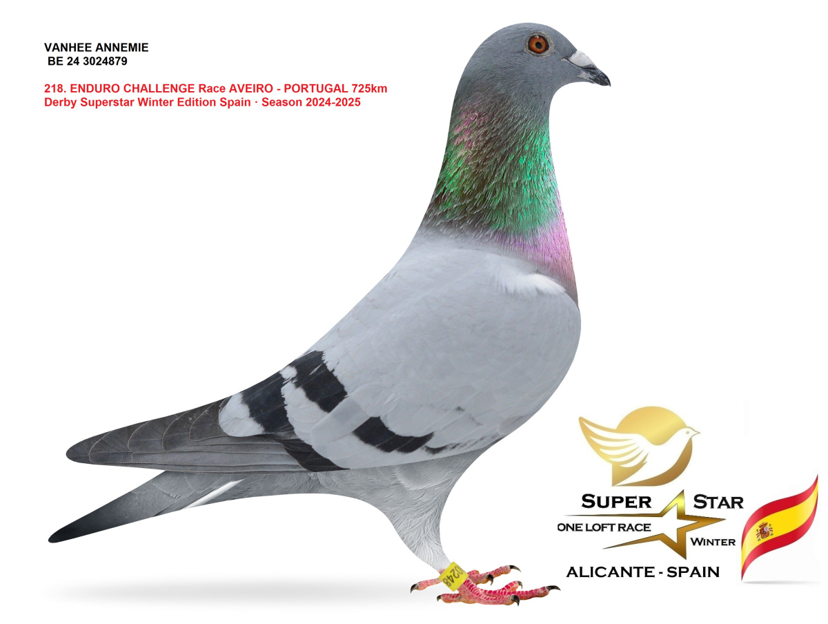 SUPER ELITE PIGEONS !