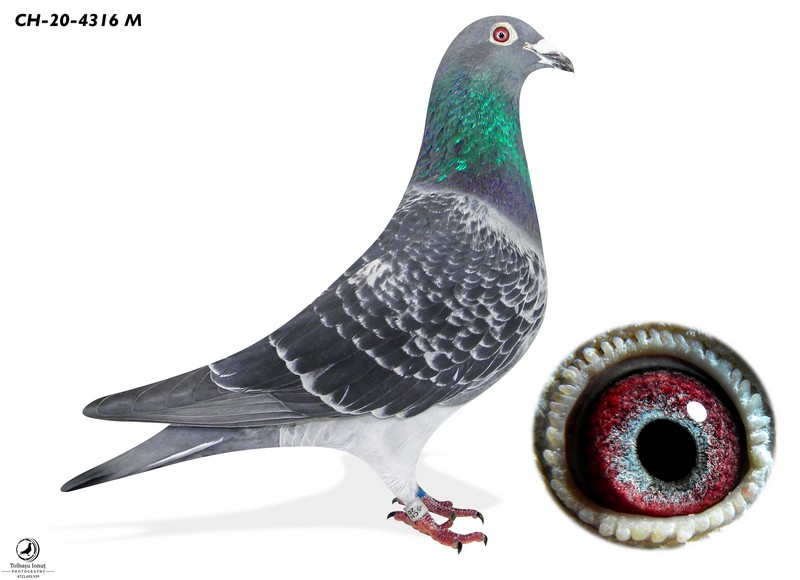 RO 24 1166736
RA - PIGEONS LOFT - Arrived injured from Semifinal Race 326km on 190. place!