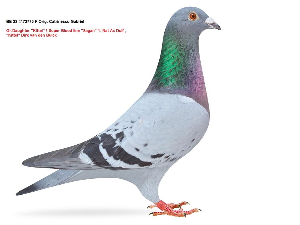 RO 24 1166736
RA - PIGEONS LOFT - Arrived injured from Semifinal Race 326km on 190. place!