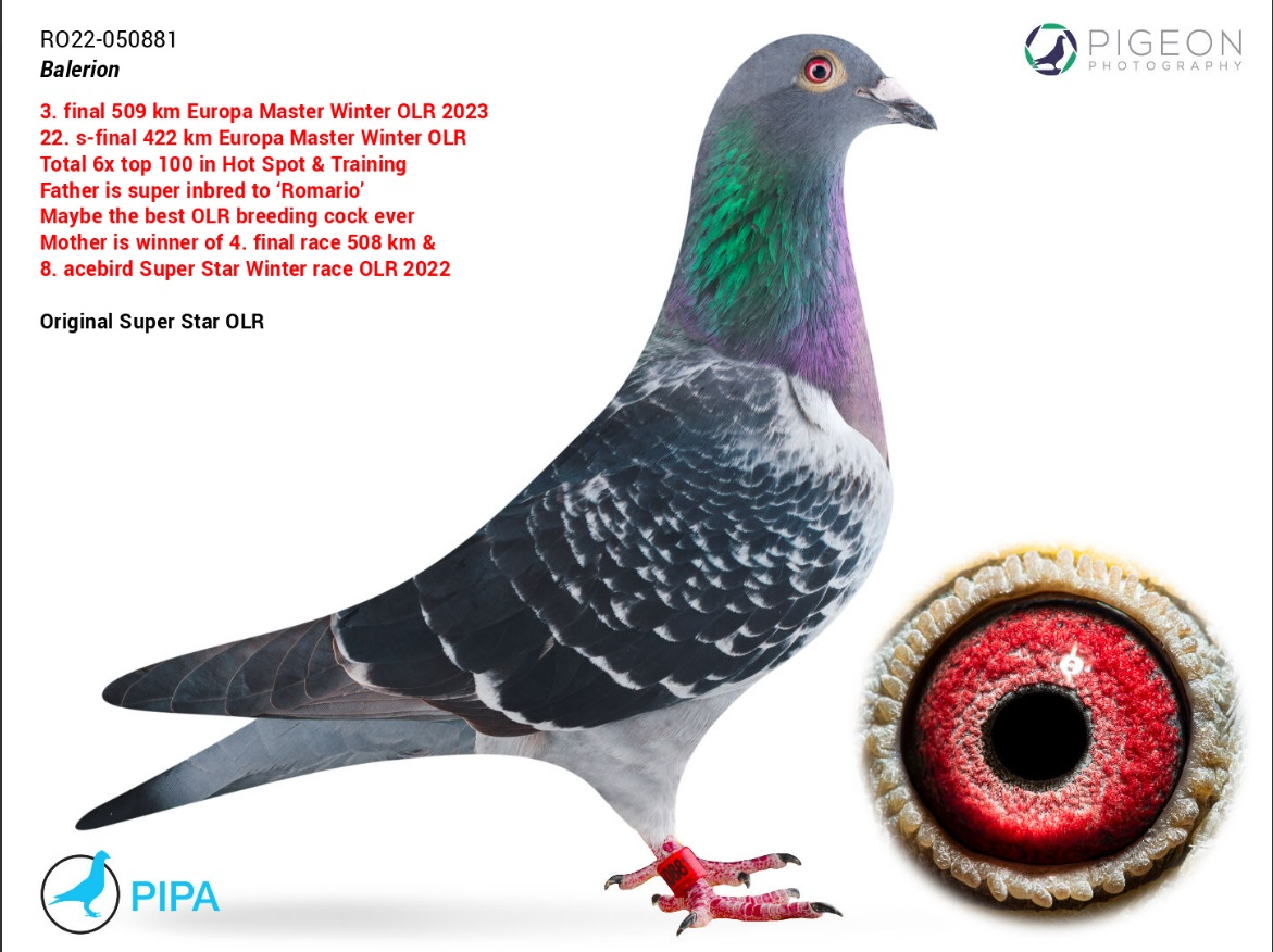 100. Final Race 460km Alexandropolis (GR)
VIP ACADEMY OLR Season 2025

Orig. SUPER STAR A
 DV-6327-25-453