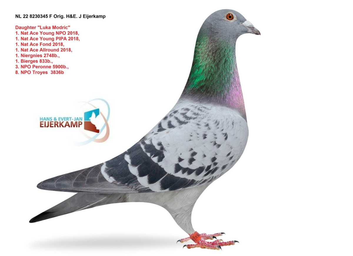 SUPER ELITE PIGEONS !