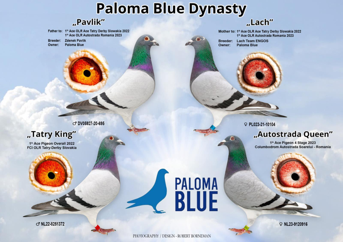 Paloma Blue - part 1