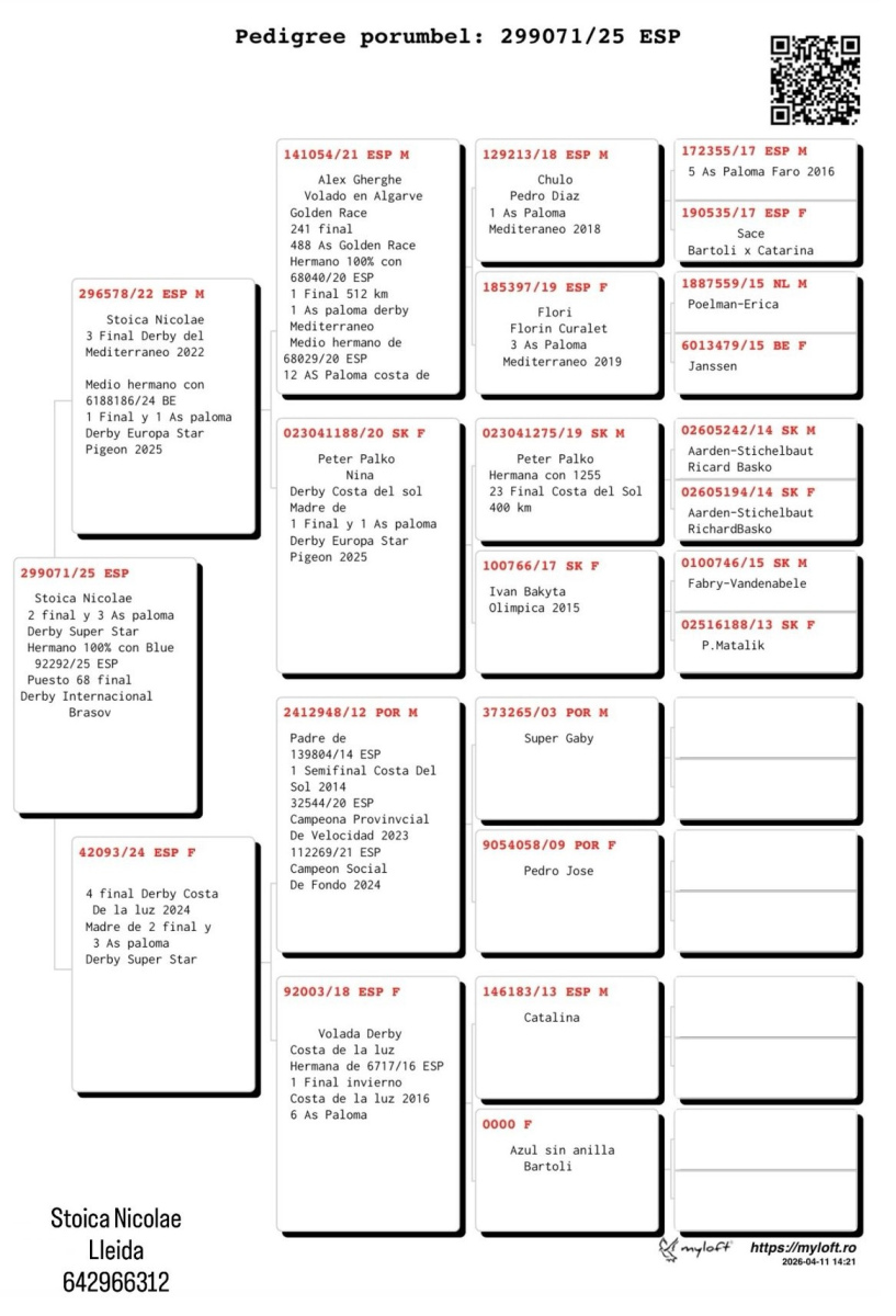 2. Final Race 515km Galisteo, Plasencia;
3. Ace Pigeon
Derby Superstar Winter Edition Season 2025 - 2026 

STOICA NICOLAE
 ESP 25 299071
