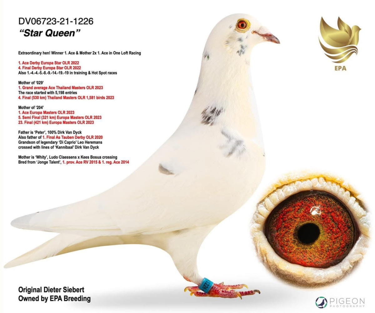 3. Final Race 515km Galisteo, Plasencia;
10. Ace Pigeon
Derby Superstar Winter Edition Season 2025 - 2026 

IOVU ADRIAN
 RO 25 848029
