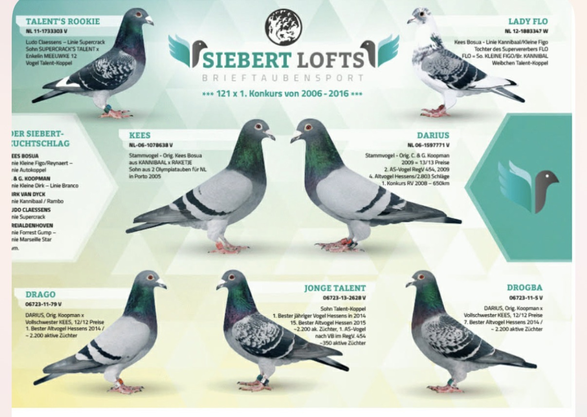 3. Final Race 515km Galisteo, Plasencia;
10. Ace Pigeon
Derby Superstar Winter Edition Season 2025 - 2026 

IOVU ADRIAN
 RO 25 848029
