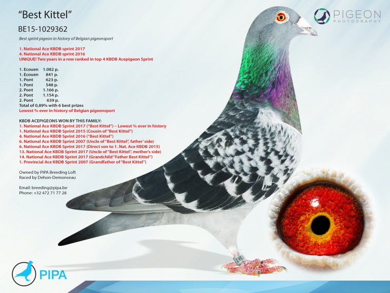 3. Final Race 515km Galisteo, Plasencia;
10. Ace Pigeon
Derby Superstar Winter Edition Season 2025 - 2026 

IOVU ADRIAN
 RO 25 848029
