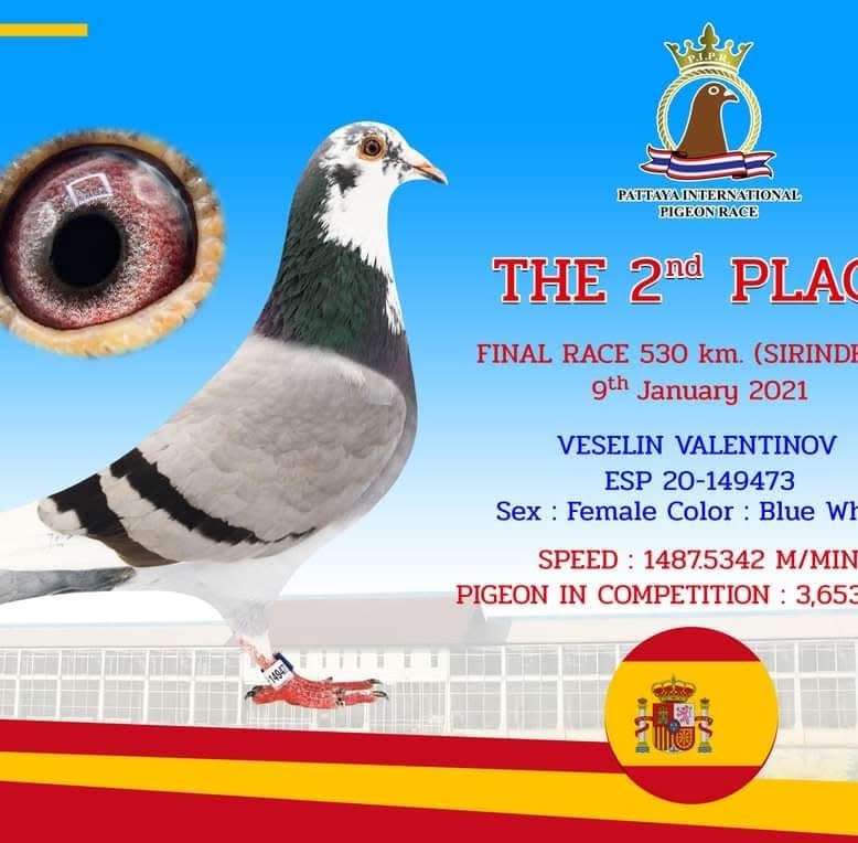 5. Final Race 515km Galisteo, Plasencia;
8. Ace Pigeon
Derby Superstar Winter Edition Season 2025 - 2026 

IOVU ADRIAN
 RO 25 848082