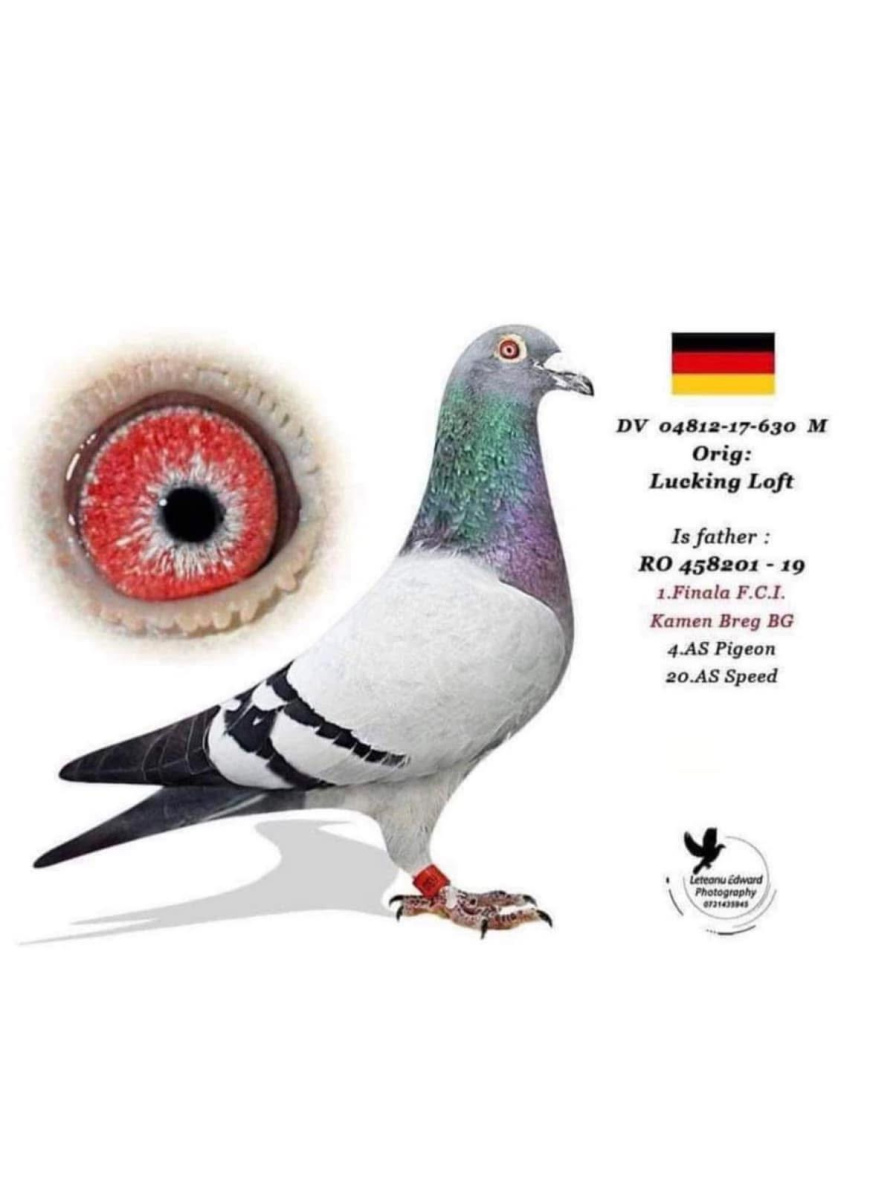 5. Final Race 515km Galisteo, Plasencia;
8. Ace Pigeon
Derby Superstar Winter Edition Season 2025 - 2026 

IOVU ADRIAN
 RO 25 848082