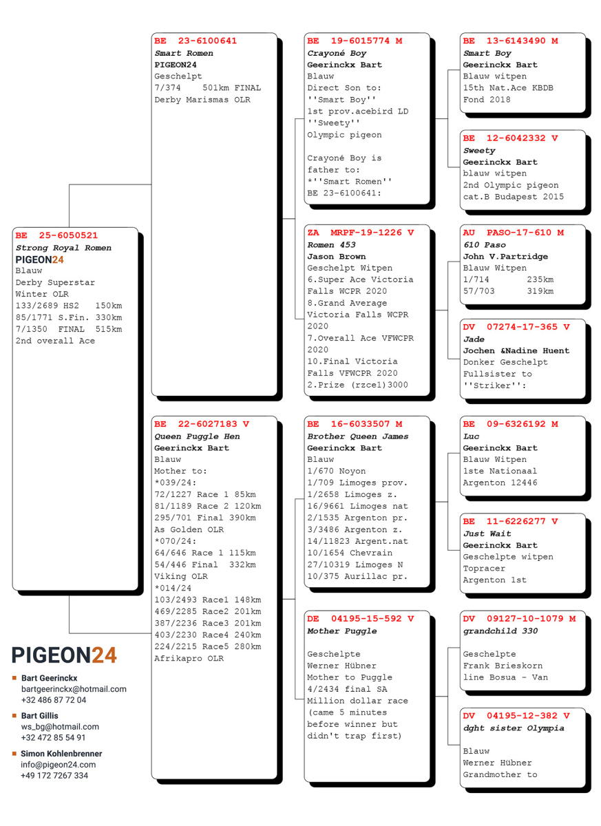 7. Final Race 515km Galisteo, Plasencia; 
2. Ace Pigeon,
85. Semifinal Race 330km Nambroca
Derby Superstar Winter Edition Season 2025 - 2026 

PIGEON24
 BE 25 6050521
