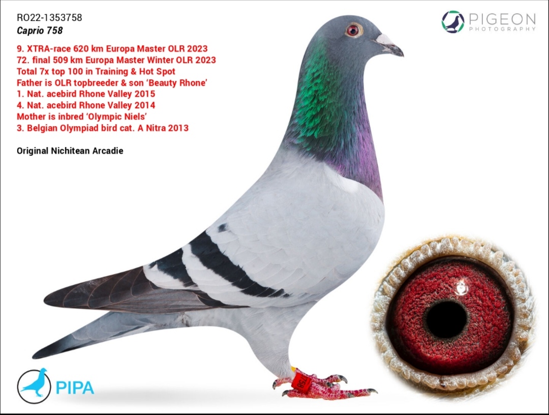 9. Final Race 515km Galisteo, Plasencia;
7. Ace Pigeon
Derby Superstar Winter Edition Season 2025 - 2026 
	
NICHITEAN ARCADIE
 RO 25 1239033
