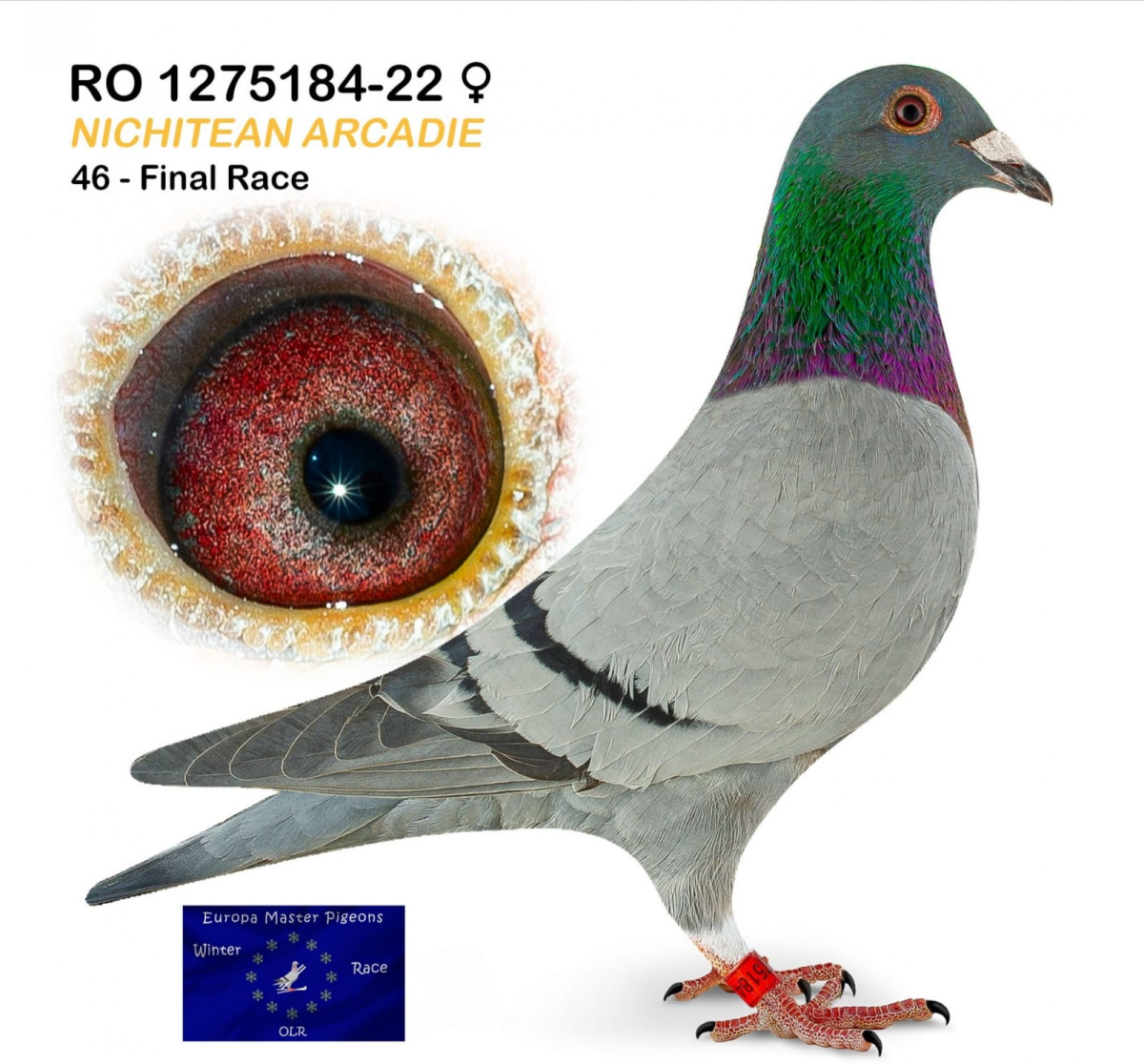 9. Final Race 515km Galisteo, Plasencia;
7. Ace Pigeon
Derby Superstar Winter Edition Season 2025 - 2026 
	
NICHITEAN ARCADIE
 RO 25 1239033
