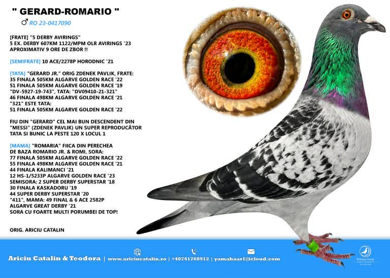 13. Final Race 515km Galisteo, Plasencia;
24. Ace Pigeon
Derby Superstar Winter Edition Season 2025 - 2026 

TEAM ARICIU CATALIN + GEANA IRINEL
 RO 25 252093
