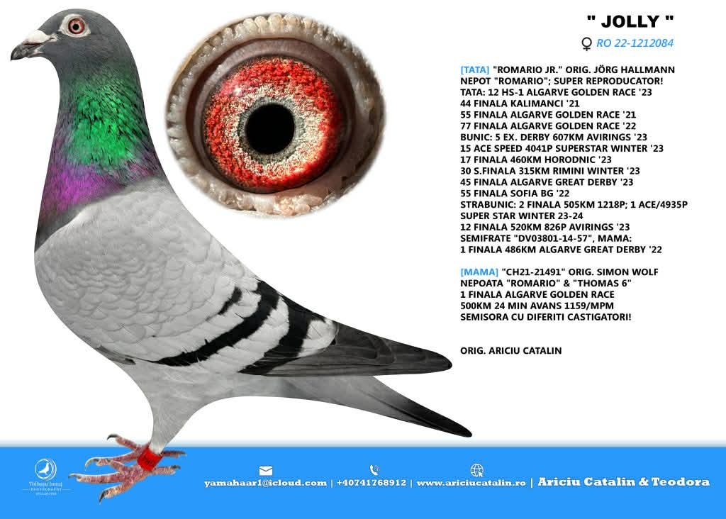 13. Final Race 515km Galisteo, Plasencia;
24. Ace Pigeon
Derby Superstar Winter Edition Season 2025 - 2026 

TEAM ARICIU CATALIN + GEANA IRINEL
 RO 25 252093
