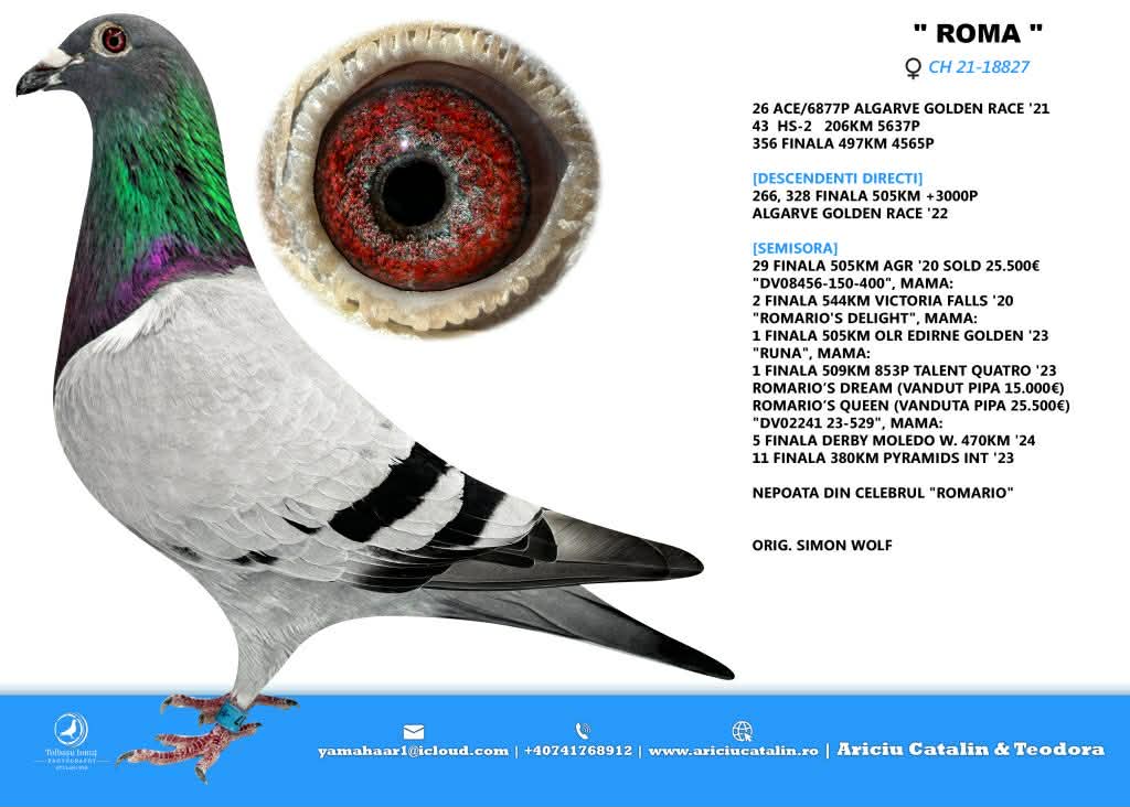 13. Final Race 515km Galisteo, Plasencia;
24. Ace Pigeon
Derby Superstar Winter Edition Season 2025 - 2026 

TEAM ARICIU CATALIN + GEANA IRINEL
 RO 25 252093
