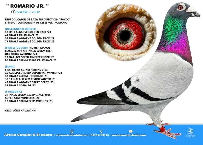 13. Final Race 515km Galisteo, Plasencia;
24. Ace Pigeon
Derby Superstar Winter Edition Season 2025 - 2026 

TEAM ARICIU CATALIN + GEANA IRINEL
 RO 25 252093
