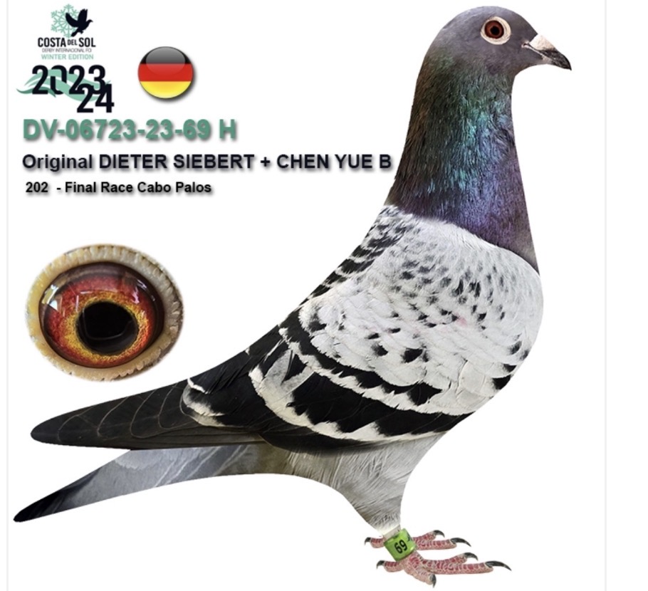 3. Final Race 515km Galisteo, Plasencia;
10. Ace Pigeon
Derby Superstar Winter Edition Season 2025 - 2026 

IOVU ADRIAN
 RO 25 848029
