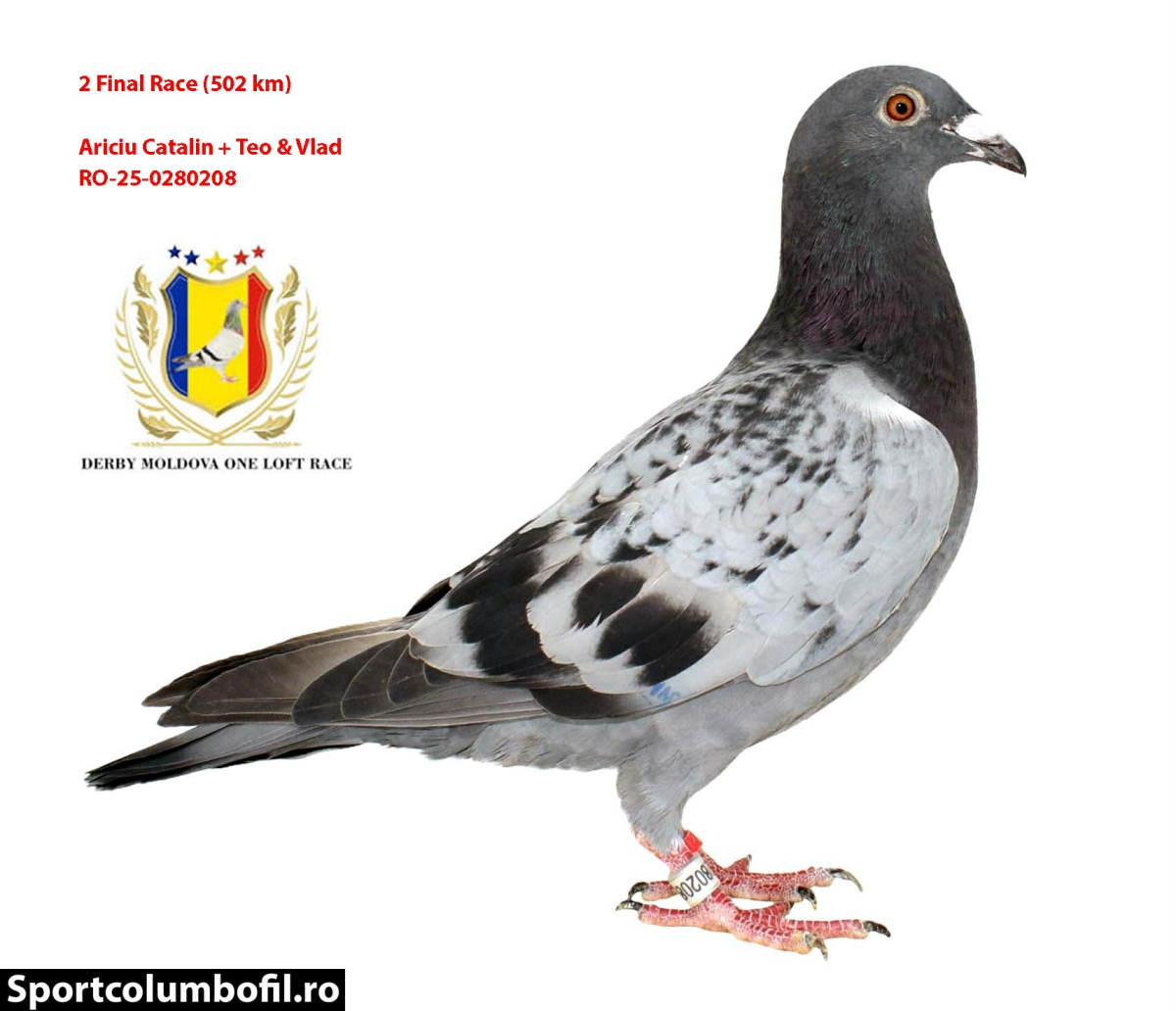 15. Final Race 515km Galisteo, Plasencia;
13. Ace Pigeon
Derby Superstar Winter Edition Season 2025 - 2026 

ARICIU CATALIN + TEO & VLAD
 RO 25 280276