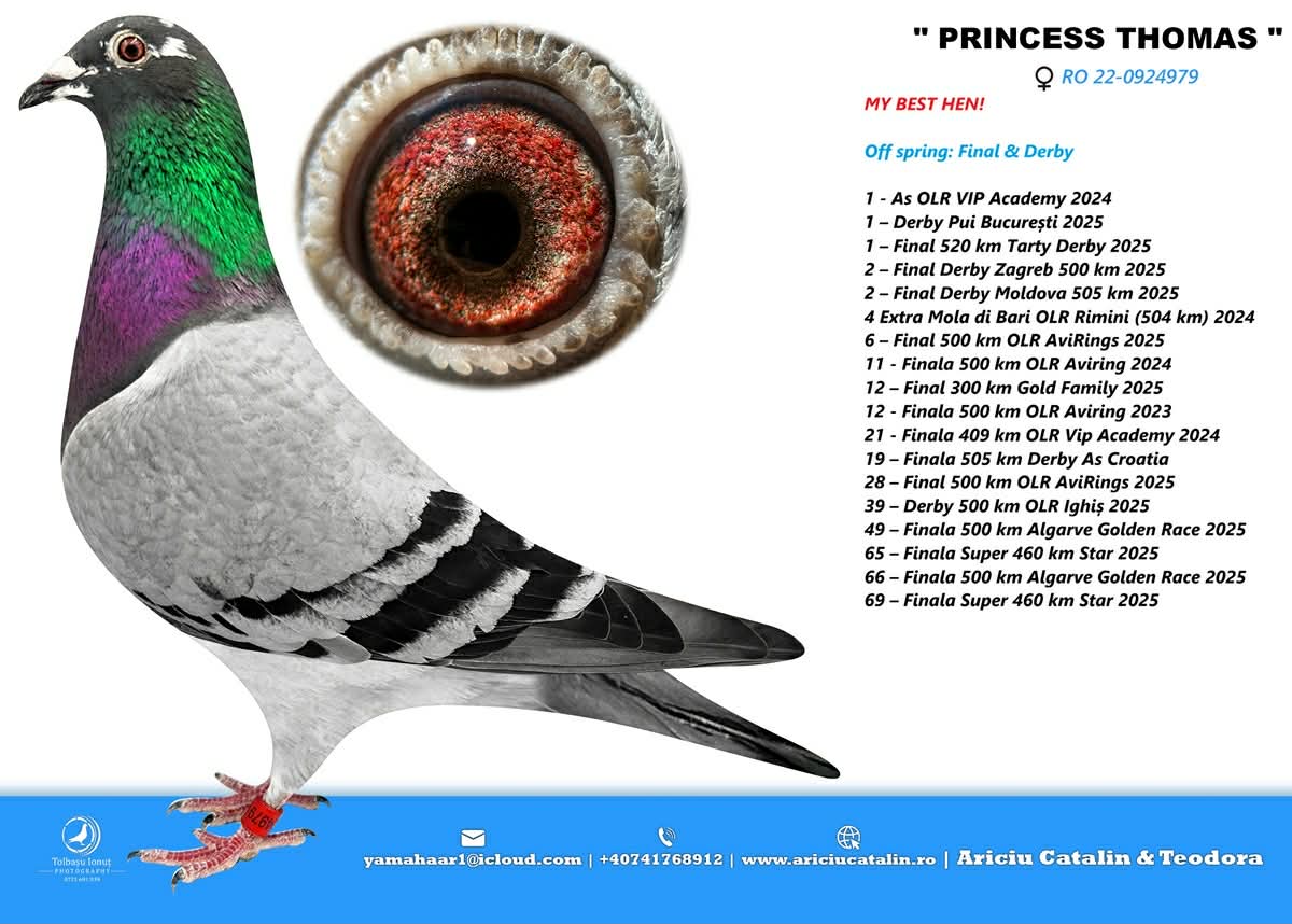 15. Final Race 515km Galisteo, Plasencia;
13. Ace Pigeon
Derby Superstar Winter Edition Season 2025 - 2026 

ARICIU CATALIN + TEO & VLAD
 RO 25 280276