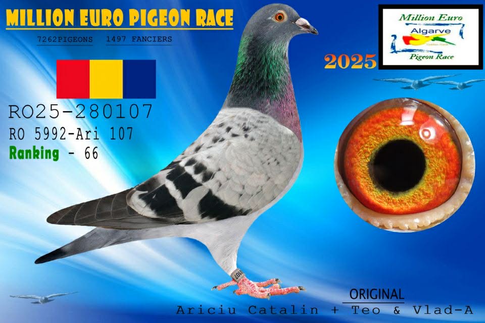 15. Final Race 515km Galisteo, Plasencia;
13. Ace Pigeon
Derby Superstar Winter Edition Season 2025 - 2026 

ARICIU CATALIN + TEO & VLAD
 RO 25 280276