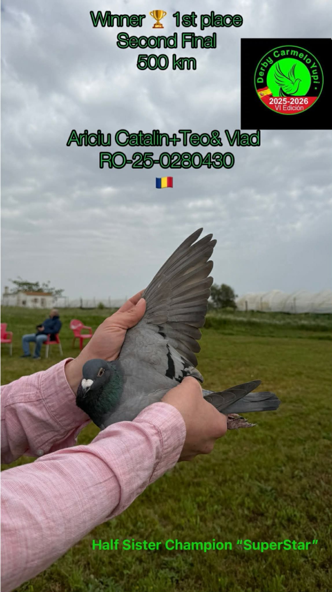 15. Final Race 515km Galisteo, Plasencia;
13. Ace Pigeon
Derby Superstar Winter Edition Season 2025 - 2026 

ARICIU CATALIN + TEO & VLAD
 RO 25 280276