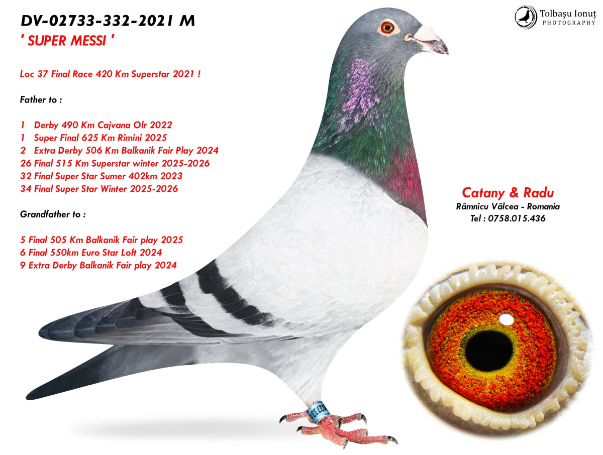 26. Final Race 515km Galisteo, Plasencia;
14. Ace Pigeon,
17. Semifinal Race 330km Nambroca,
135. Hot Spot 4
Derby Superstar Winter Edition Season 2025 - 2026 

CATANY & RADU
 RO 25 281325