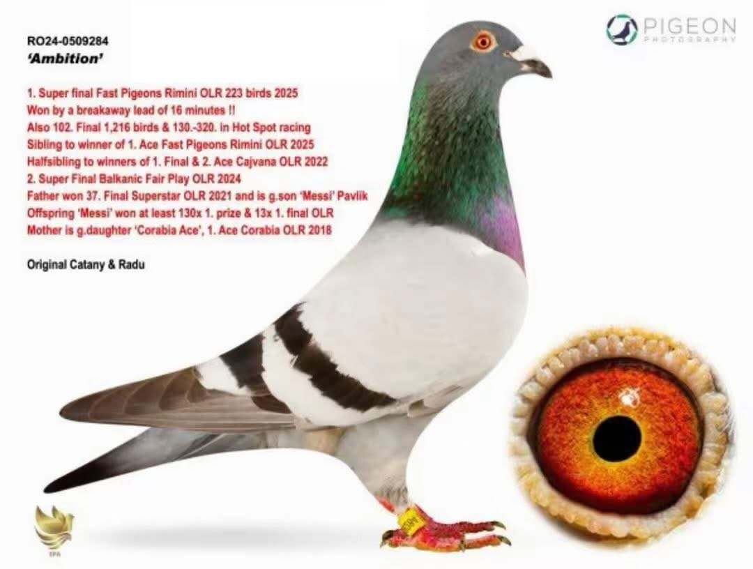 26. Final Race 515km Galisteo, Plasencia;
14. Ace Pigeon,
17. Semifinal Race 330km Nambroca,
135. Hot Spot 4
Derby Superstar Winter Edition Season 2025 - 2026 

CATANY & RADU
 RO 25 281325