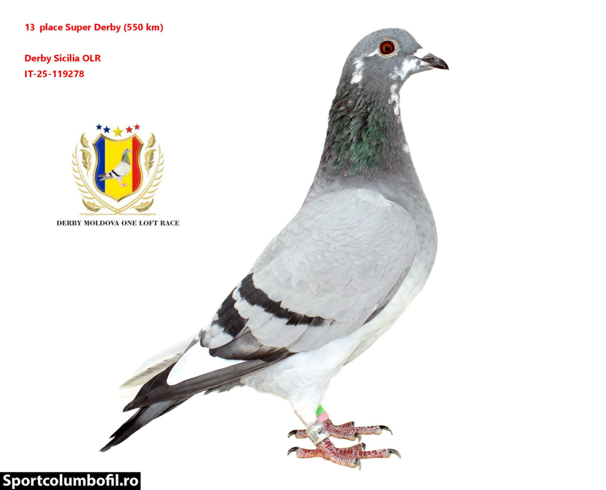32. Final Race 515km Galisteo, Plasencia;
245. Ace Pigeon
Derby Superstar Winter Edition Season 2025 - 2026 

DERBY SICILIA OLR
 IT 25 5131