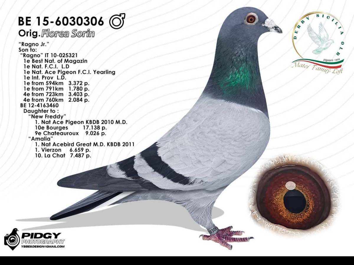 32. Final Race 515km Galisteo, Plasencia;
245. Ace Pigeon
Derby Superstar Winter Edition Season 2025 - 2026 

DERBY SICILIA OLR
 IT 25 5131