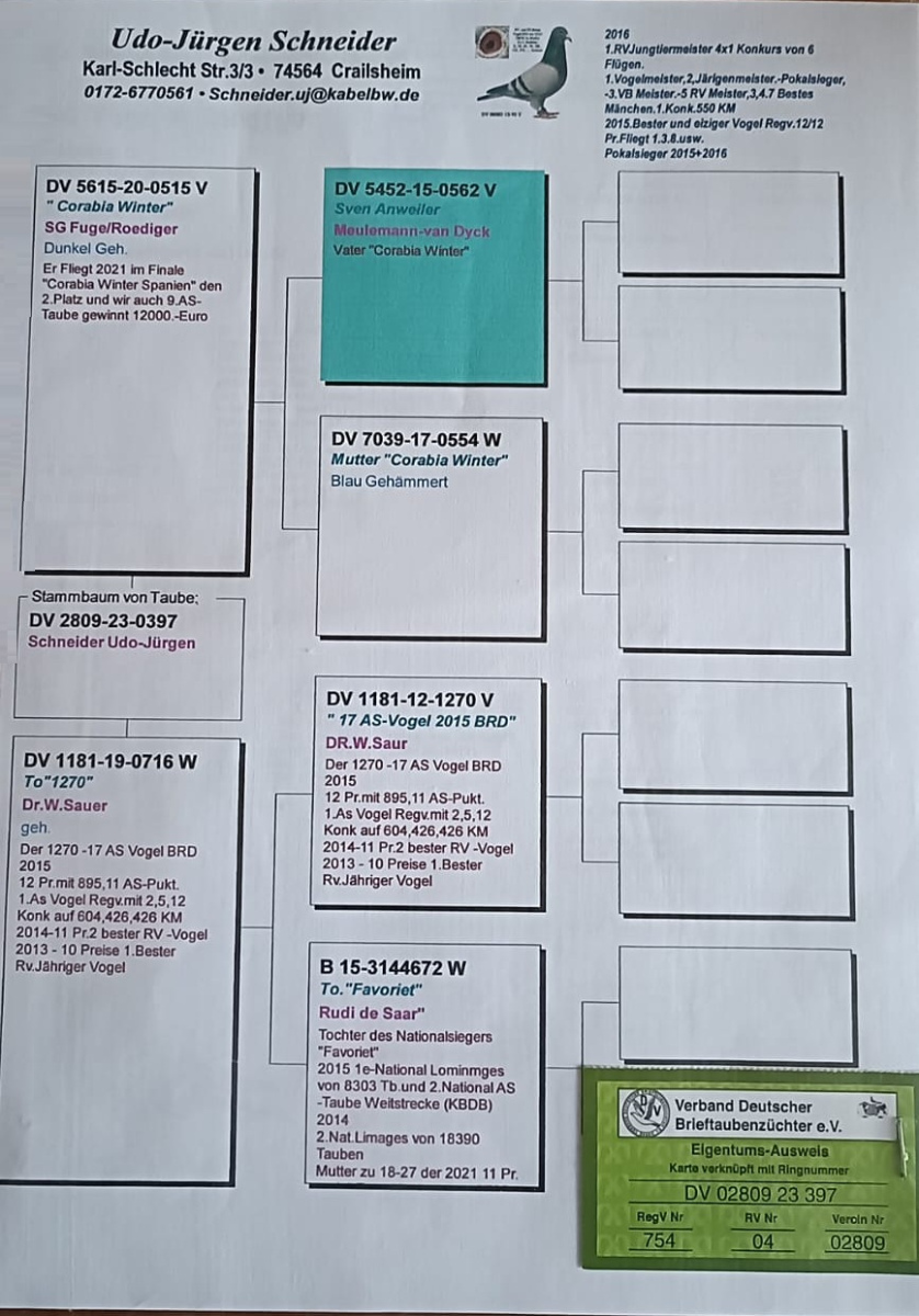 41. Final Race 515km Galisteo, Plasencia;
21. Ace Pigeon
Derby Superstar Winter Edition Season 2025 - 2026 

EUROPA STAR PIGEONS
 ESP 25 65556