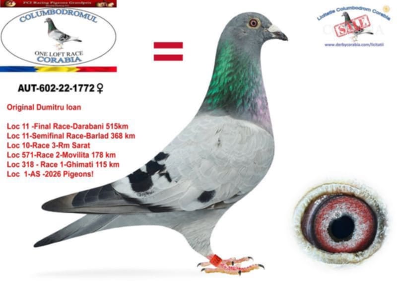 44. Final Race 515km Galisteo, Plasencia;
341. Ace Pigeon
Derby Superstar Winter Edition Season 2025 - 2026 

PAUL POPOVICI
 AUS 602 25 1286