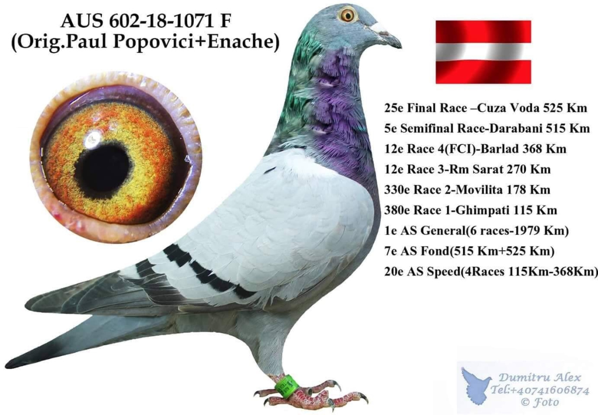 44. Final Race 515km Galisteo, Plasencia;
341. Ace Pigeon
Derby Superstar Winter Edition Season 2025 - 2026 

PAUL POPOVICI
 AUS 602 25 1286