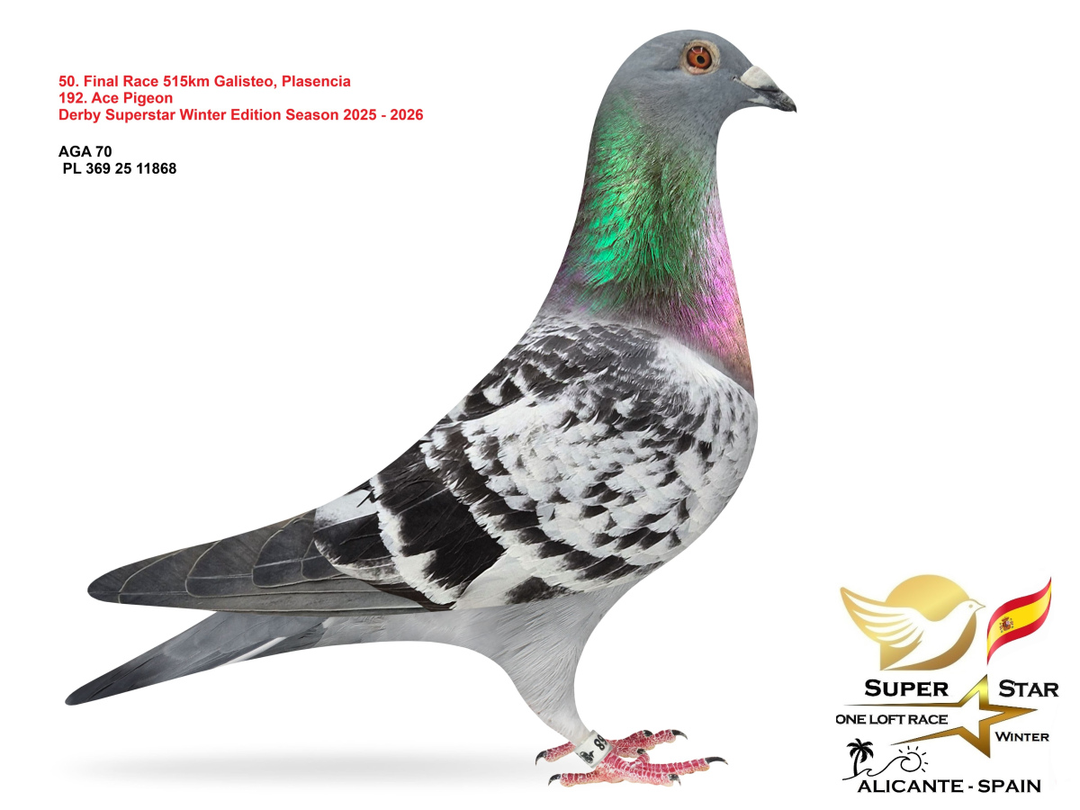 Final Superstar Winter Edition - part 3