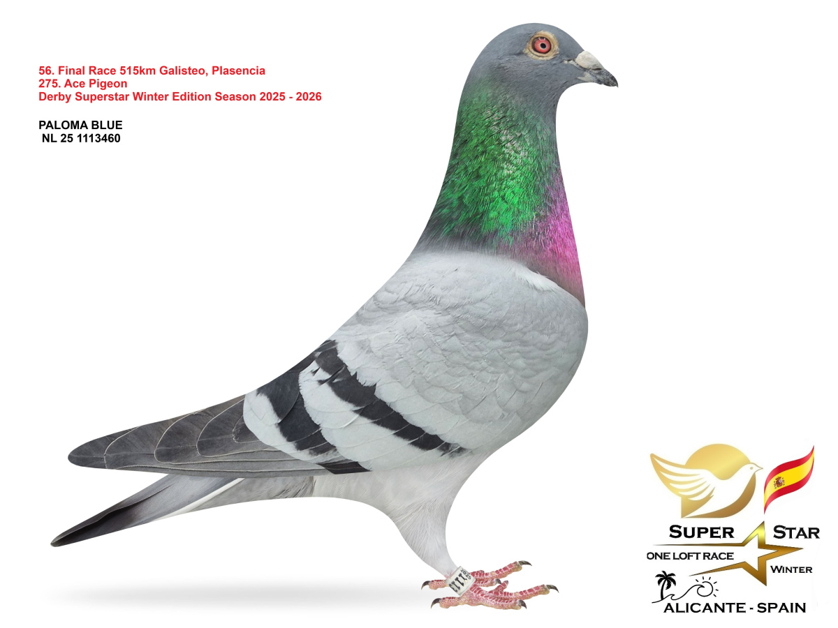 Final Superstar Winter Edition - part 3