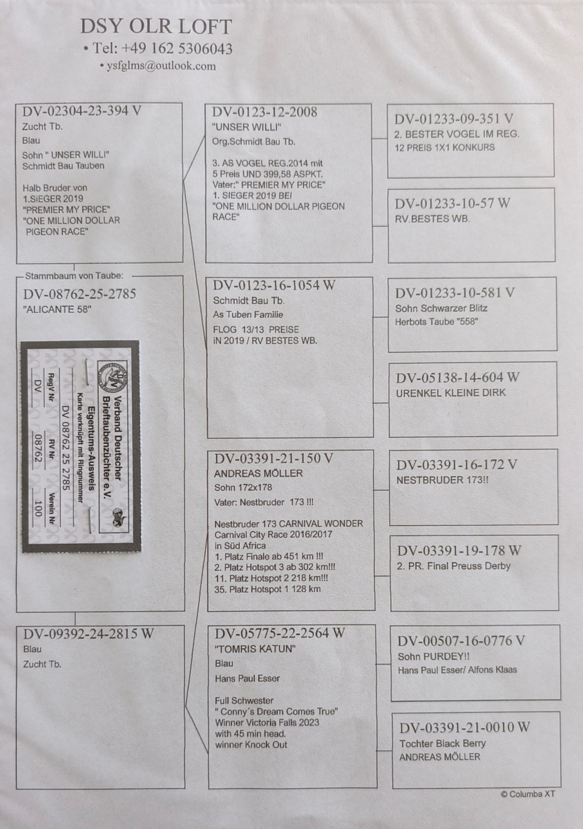 58. Final Race 515km Galisteo, Plasencia;
333. Ace Pigeon   
Derby Superstar Winter Edition Season 2025 - 2026 

DSY LOFT
 DV 8762 25 2785
