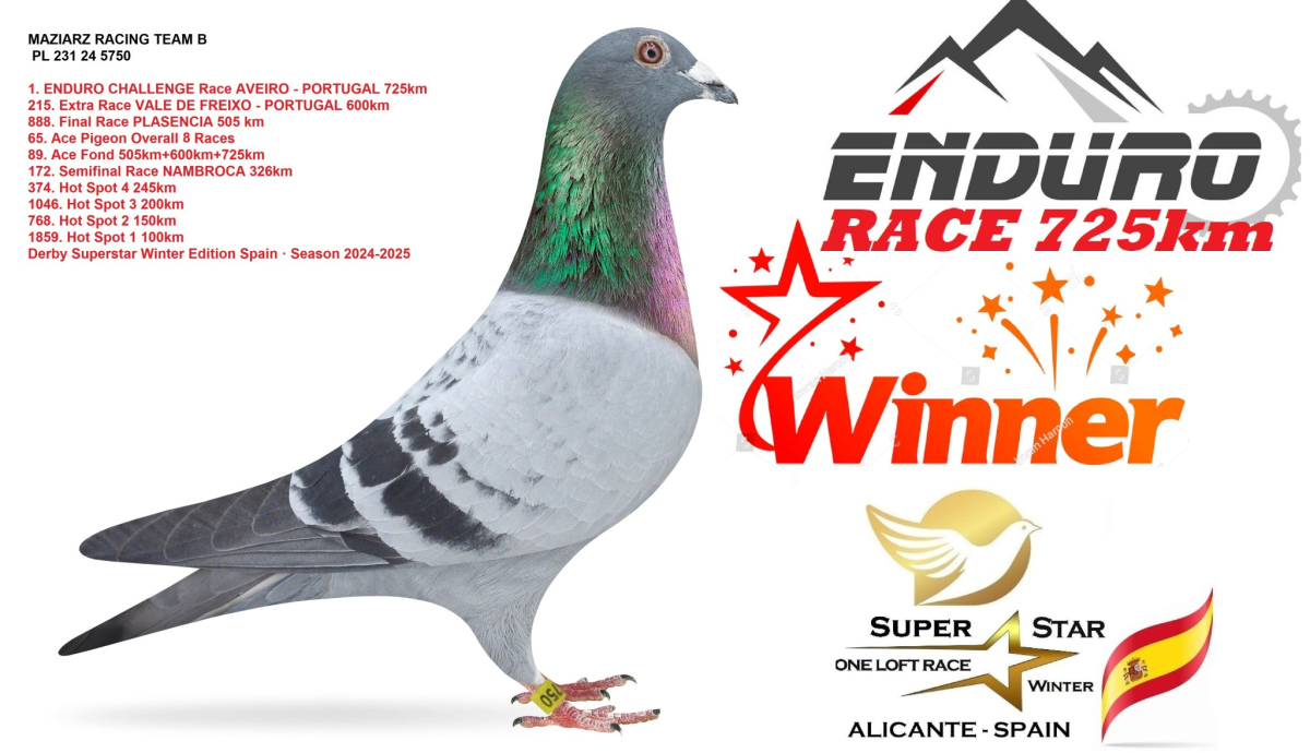 60. Final Race 515km Galisteo, Plasencia
43. Ace Pigeon 
Derby Superstar Winter Edition Season 2025 - 2026 

MAZIARZ RACING TEAM
 PL 231 25 5170 