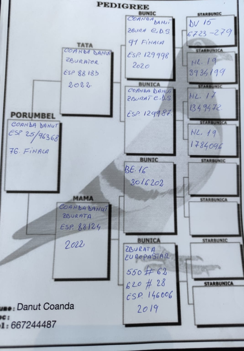 76. Final Race 515km Galisteo, Plasencia;
165. Ace Pigeon
Derby Superstar Winter Edition Season 2025 - 2026 

COANDA DANUT
 ESP 25 96368