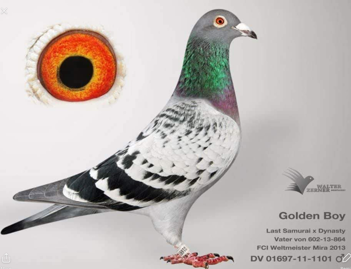 6. Extra Race 605km VALE DE FREIXO - PORTUGAL,
8. Ace Fond 515km + 605km,
47. Ace Pigeon 7 races,
199. Final Race 515km GALISTEO, PLASENCIA
Derby Superstar Winter Edition Season 2025 - 2026 

PAUL POPOVICI
 AUS 602 25 997 
