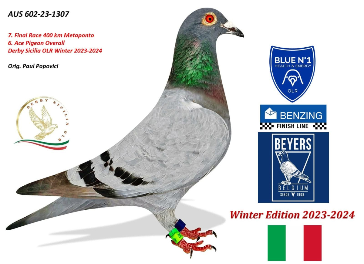 6. Extra Race 605km VALE DE FREIXO - PORTUGAL,
8. Ace Fond 515km + 605km,
47. Ace Pigeon 7 races,
199. Final Race 515km GALISTEO, PLASENCIA
Derby Superstar Winter Edition Season 2025 - 2026 

PAUL POPOVICI
 AUS 602 25 997 
