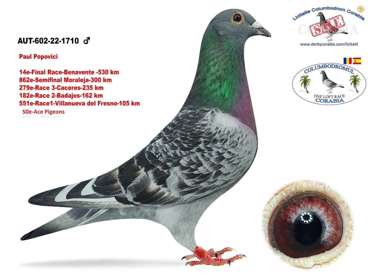 6. Extra Race 605km VALE DE FREIXO - PORTUGAL,
8. Ace Fond 515km + 605km,
47. Ace Pigeon 7 races,
199. Final Race 515km GALISTEO, PLASENCIA
Derby Superstar Winter Edition Season 2025 - 2026 

PAUL POPOVICI
 AUS 602 25 997 
