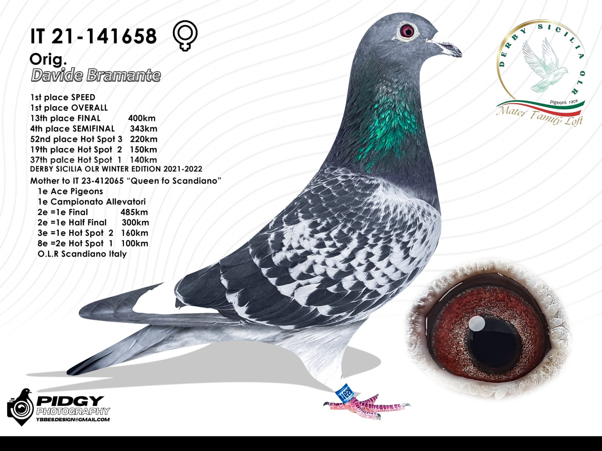 7. Extra Race 605km VALE DE FREIXO - PORTUGAL,
11. Ace Pigeon 7 races,
12. Ace Fond 515km + 605km
Derby Superstar Winter Edition Season 2025 - 2026 

DERBY SICILIA OLR
 IT 25 119330 
