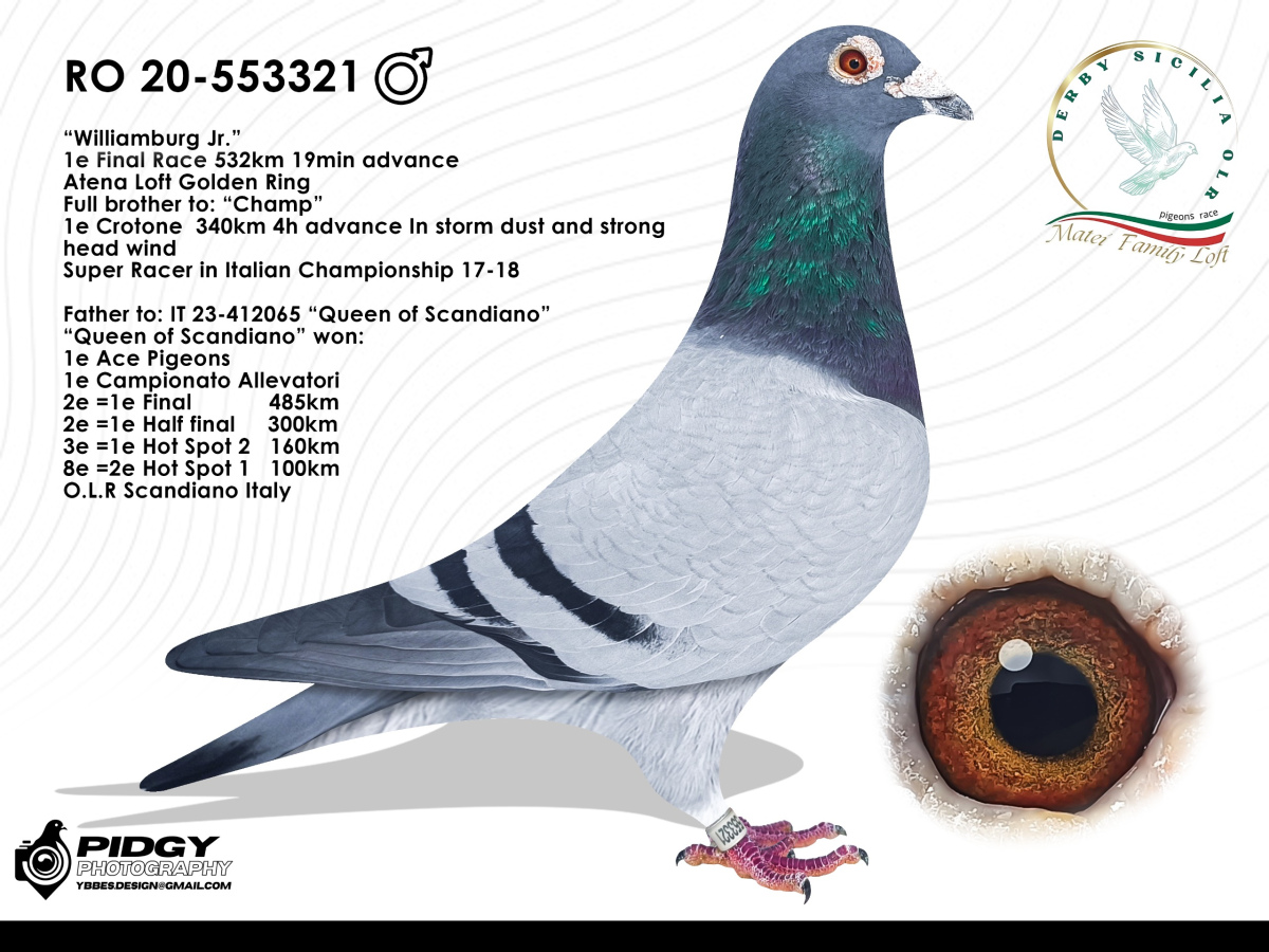7. Extra Race 605km VALE DE FREIXO - PORTUGAL,
11. Ace Pigeon 7 races,
12. Ace Fond 515km + 605km
Derby Superstar Winter Edition Season 2025 - 2026 

DERBY SICILIA OLR
 IT 25 119330 
